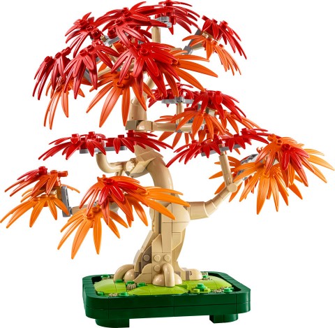 10348 – Bonsai Arțar Japonez RoșuIVET.RO - Reduceri de până la -80%